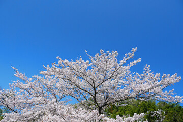 日本の春、桜と青空