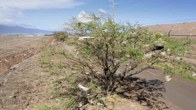 Drone flying close to green tree branches covered with consumer plastic bags with blue sky on motion background on windy day. Environment pollution by people waste. Nature disaster footage, 4K aerials