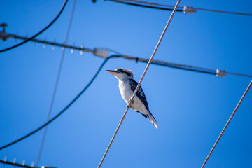 Laughing Kookaburra on power line against blue sky