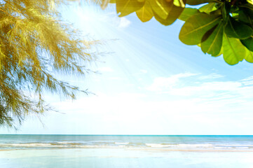 Sea beach and blue sky in sunny summer with pine leave and sunshine in foreground.