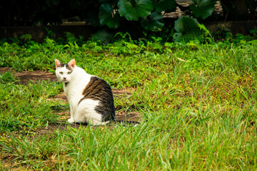 Naklejka na ściany i meble A cat sits on the grass in Japan