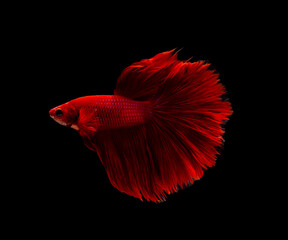 Super Red half moon Betta splendens fish (Siamese fighting fish) on black background.