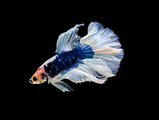 Blue and white half moon Betta splendens fish (Siamese fighting fish) on black background.
