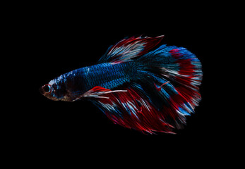 Blue and red half moon Betta splendens fish (Siamese fighting fish) on black background.