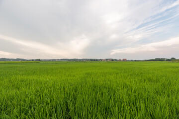 Fototapeta na wymiar Background image of Chinese rural landscape, agricultural fields.