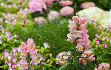 Pink Snapdragon flower in the garden.