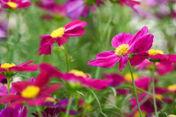 Pink Cosmos flowers in field.