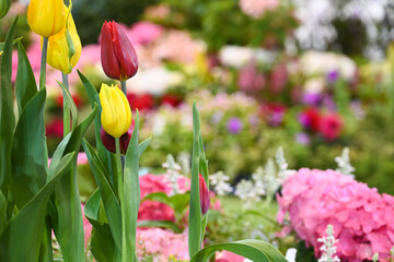 Red and yellow tulips flower with colorful blurry flower garden background.