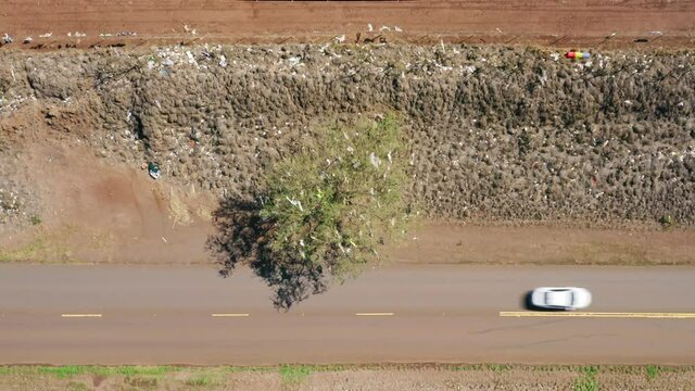 Top down view on green tree at the landfill road. Strong wind blowing consumer garbage, used shopping plastic bags stuck on branches. USA ecology, nature environment. Aerial of climate change cause 4K