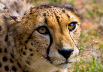 Cheetah close-up face