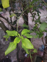 nice basil tree in the nurture