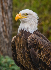 Bald eagle (Haliaeetus leucocephalus), Parque Condor, Otavalo, Ecuador