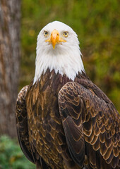 Obraz premium Bald eagle (Haliaeetus leucocephalus), Parque Condor, Otavalo, Ecuador