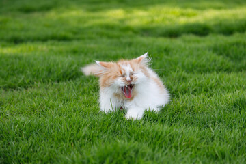 Naklejka na ściany i meble The cute Persian cat is sitting and yawn on a green grass field, selective focus shallow depth of field