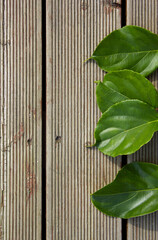 Wooden deck and round leaves