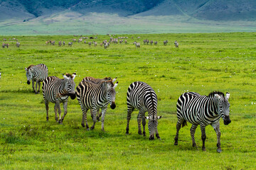 Fototapeta na wymiar Zebras walking in line in the Ngorongoro Crater