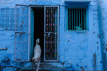 old blue door, dog exiting from house.