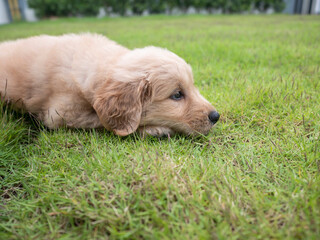 A lonely Golden Retriever dog is waiting for someone.