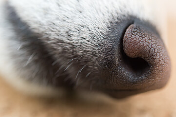 白い柴犬の鼻