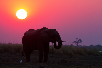 Naklejka na ściany i meble elephant at sunset - Chobe River