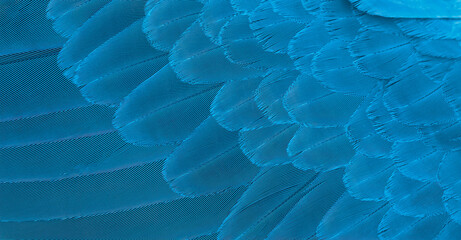 Blue macaw feathers in closeup © chamnan phanthong