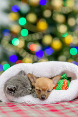 Kitten and Toy terrier puppy sleep together inside santa hat with Christmas tree on background. Empty space for text