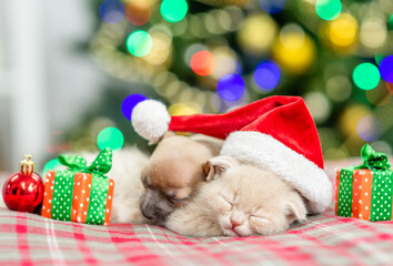 Fototapeta na wymiar Toy terrier puppy and kitten sleep together with Christmas tree on background