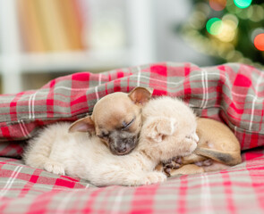 Fototapeta na wymiar Tiny Toy terrier puppy and kitten sleep together under warm blanket at home