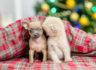 Tiny kitten licks Toy terrier puppy under warm blanket on a bed at home with Christmas tree on background