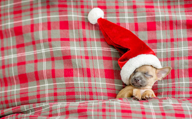 Funny Toy terrier puppy wearing red santa's hat sleeps under a warm blanket on a bed. Top down...