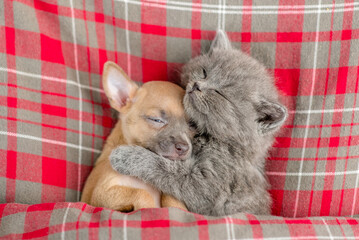 Fototapeta na wymiar Tender kitten hugs toy terrier puppy. Pets sleep under checkered or tartan blanket on a bed at home. Top down view
