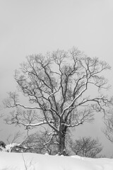 Fototapeta na wymiar 冬の木々