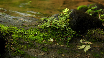 jungle to a cliff on a high mountain with a rock river