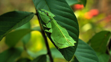 Leaf Insect the green Phylliidae sticking under a leaf and well camouflaged and themes towards the stem © Nicolas Gregor