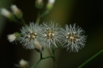 Macro shot of dandelion or it scientific Emilia sonchifolia.