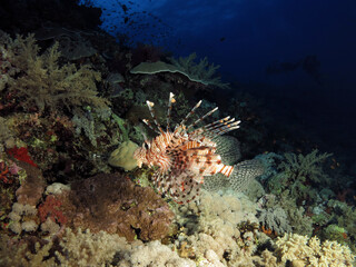 A common lionfish Pterois miles on a deep Red Sea coral reef
