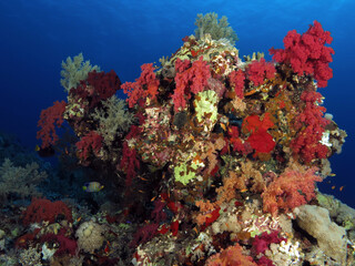 Plakat A colorful soft coral pinnacle in the central Red Sea