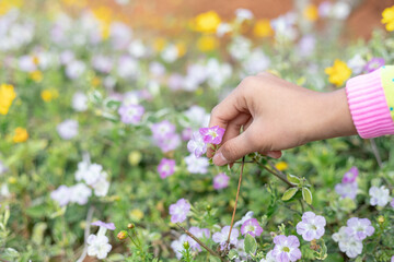 Fototapeta na wymiar Young girl hand holding beautiful wild flowers chamomile,