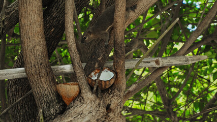 fluffy chipmunk sits on a tree branch and eats coconut