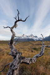 Bright and colorful autumn natural scenery, strange vegetation pictures, located in Torres del Paine National Park, Chile, South America