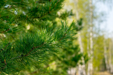 Birches and pines in the spring forest