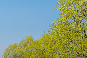 Spring leaves of trees on the blue sky