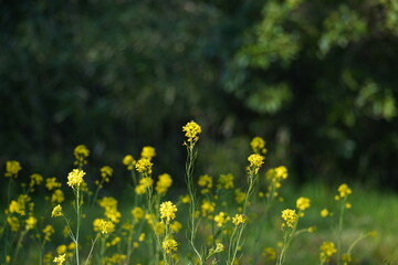 菜の花