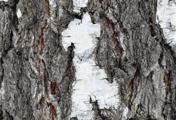 Birch bark. the texture of the bark of the tree is white-brown corrugated. close-up