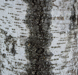 Birch bark. the texture of the tree bark is white speckled. close-up