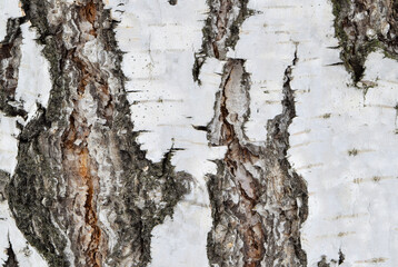Birch bark. the texture of the bark of the tree is white-brown corrugated. close-up