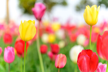 Obraz premium Tulip flowers are blooming in the garden at morning of spring.