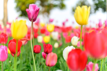 Tulip flowers are blooming in the garden at morning of spring.