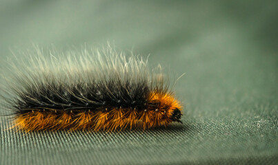 Macro shot of the Garden Tiger Moth caterpillar or Woolly Bear caterpillar because of its long hairs