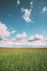Countryside Rural Field Landscape With Young Wheat Sprouts In Spring Sunny Day. Agricultural Field. Young Wheat Shoots